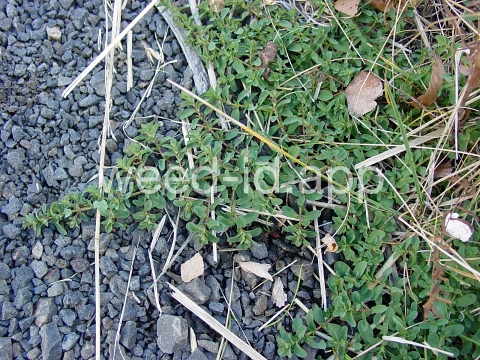 St. Johnswort, common